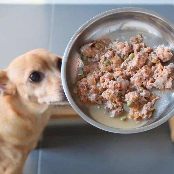 Cocinando receta casera para perros